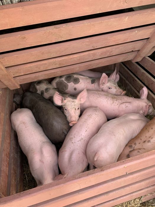 Продаж Поросяток