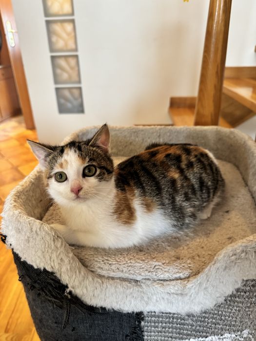 3-miesięczna   Tosia szuka domu z siostrą Tiną