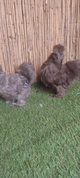 Куры пуховые ,куры