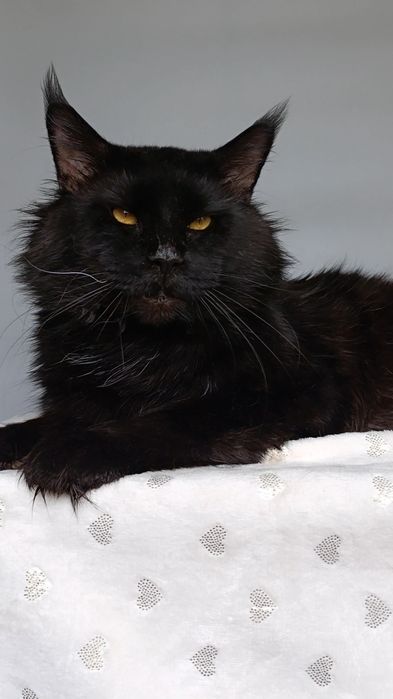 Мейн Кун кот для вязки