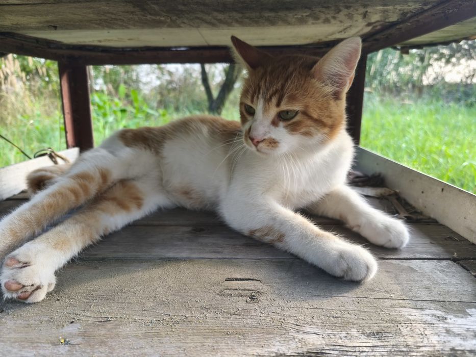 Котик молодий до року