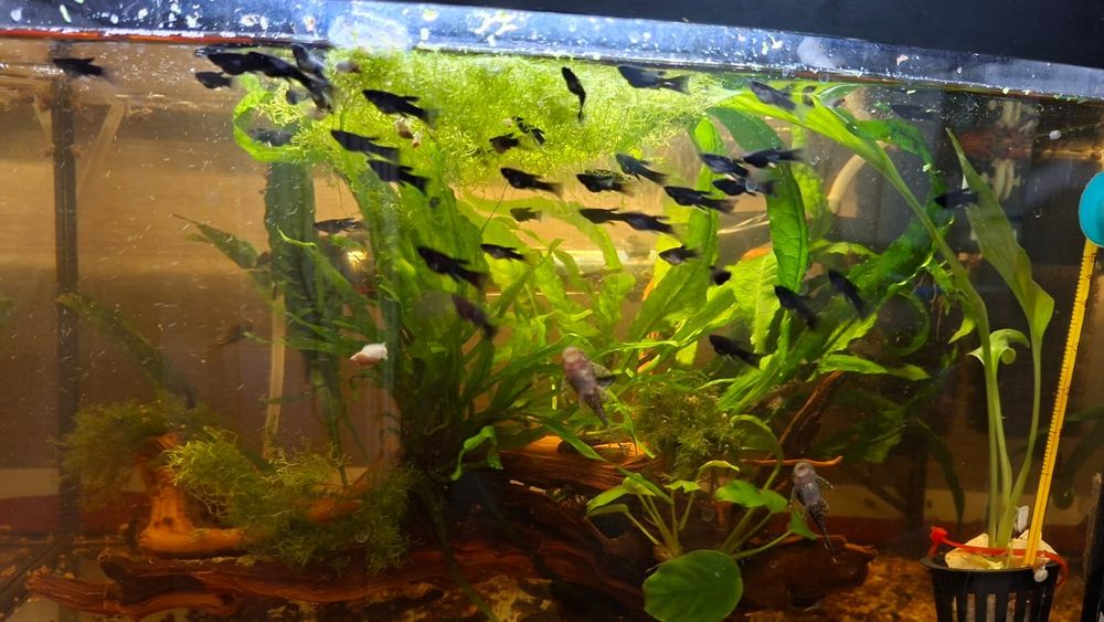 Molinezja czarna i nakrapiana. Młode rybki akwariowe. Zdrowe..