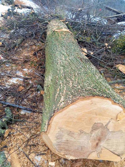 Стовбур липи 5 метрів