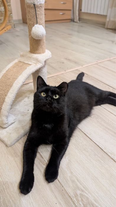 Котик Карбонель,  це чудо кіт!