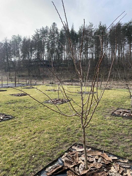 Продажа участка, Ходосовка, Обуховский р-н