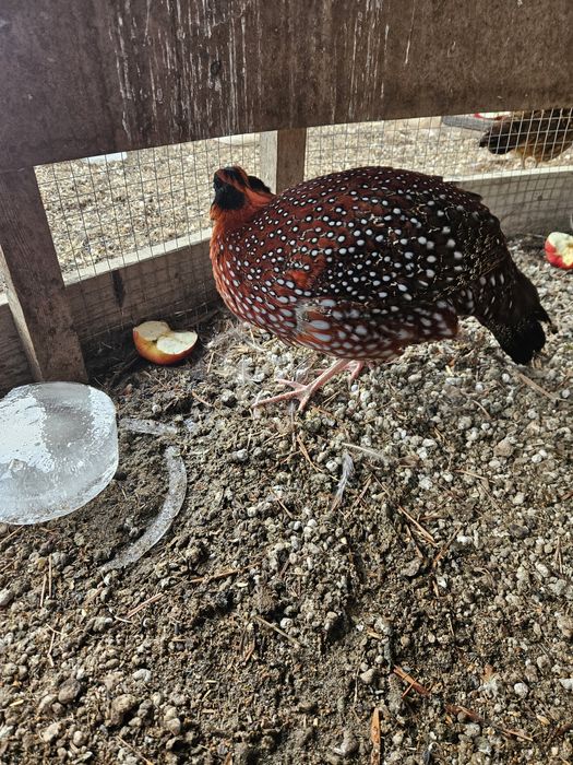 Sprzedam parę bazantów