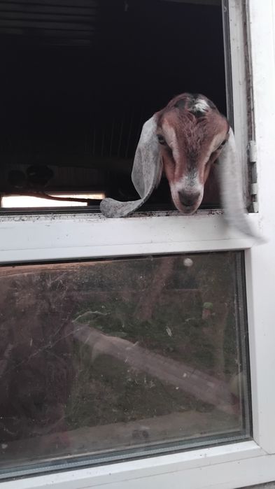 Продам цапа, козу  Нубійця 100%, в'язка.