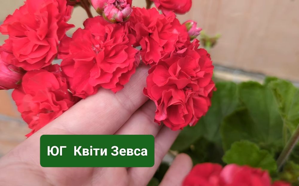 Сортова пеларгонія