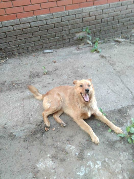 Собачка ищет новый дом и любящих хозяев