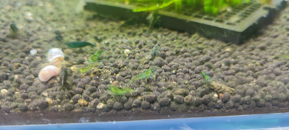 Krewetki Neocaridina Green Yade