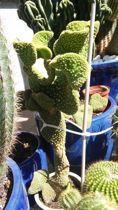 wann soll man kirschlorbeer düngen Purgrün Kirschlorbeer-Dünger 1 kg main image 1