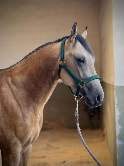 Ogier AQH 3 lata reining