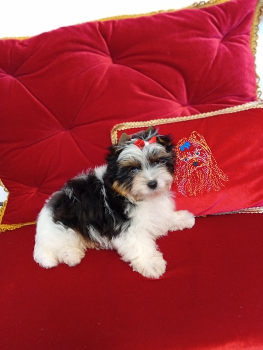 Mini samczyk z metryką ZKwP/FCI Biewer Yorkshire terrier,do  2 kg