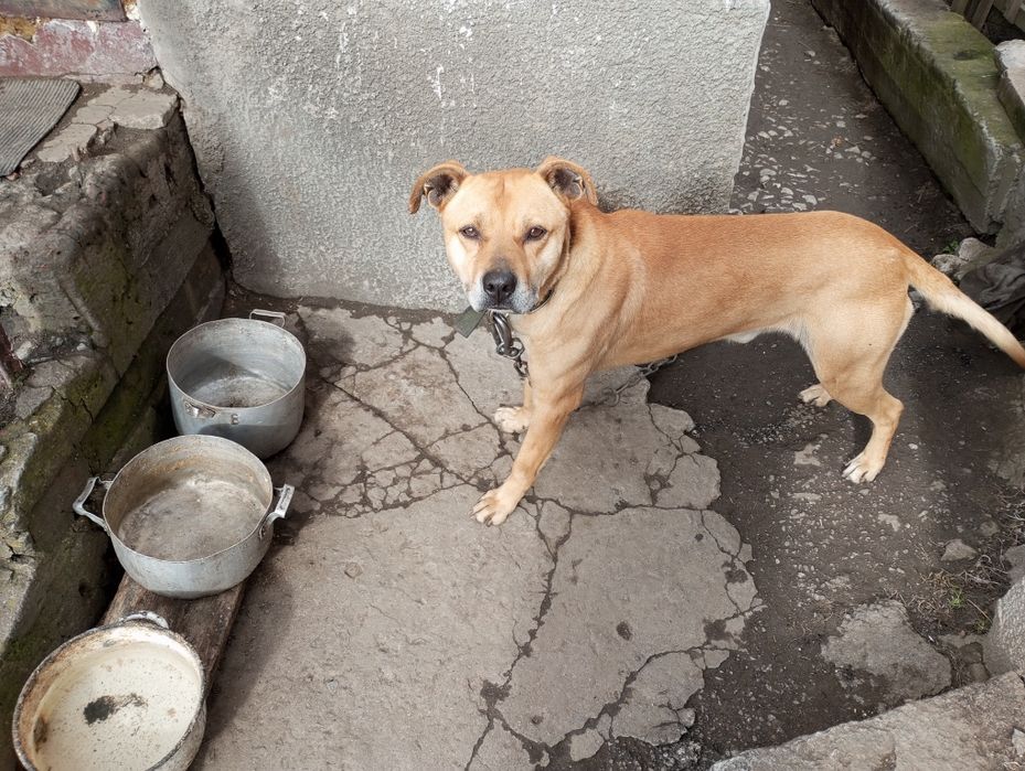 Срочно продам собаку пітбуля хлопчик адекватний