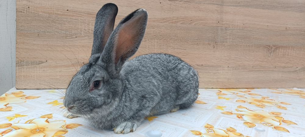 Кролі різних порід