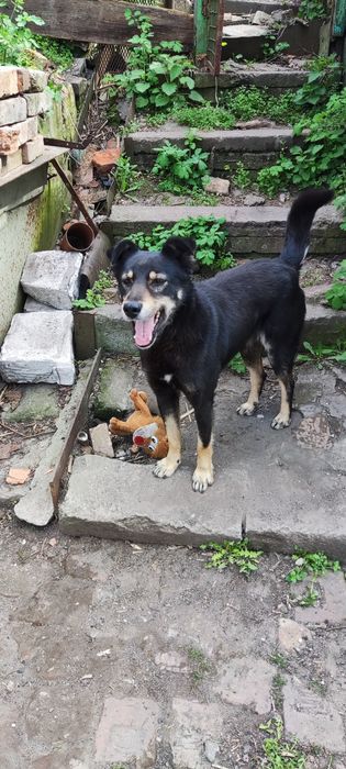 Віддам собаку в добрі руки