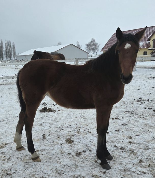 Sprzedam klacz roczną-typ pogrubiony