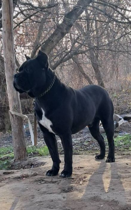 Вязка Кане-корсо