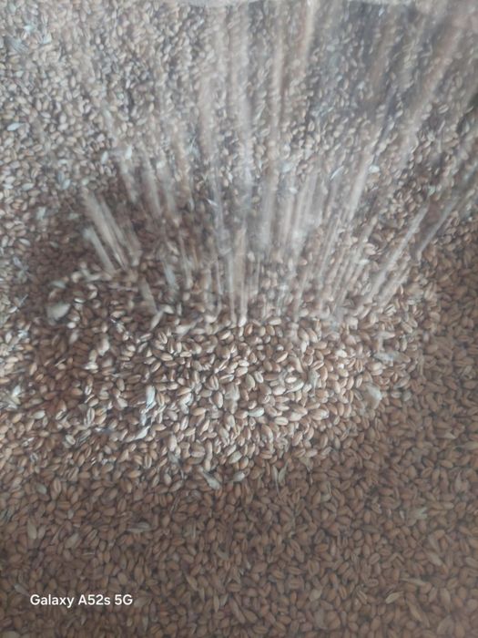 Sprzedam pszenice  ozimą