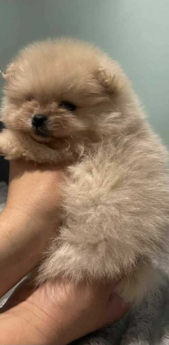 Okazja!!! Szpic miniaturowy do rezerwacji