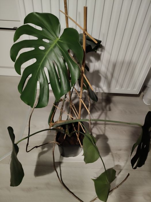 Monstera dziurawa