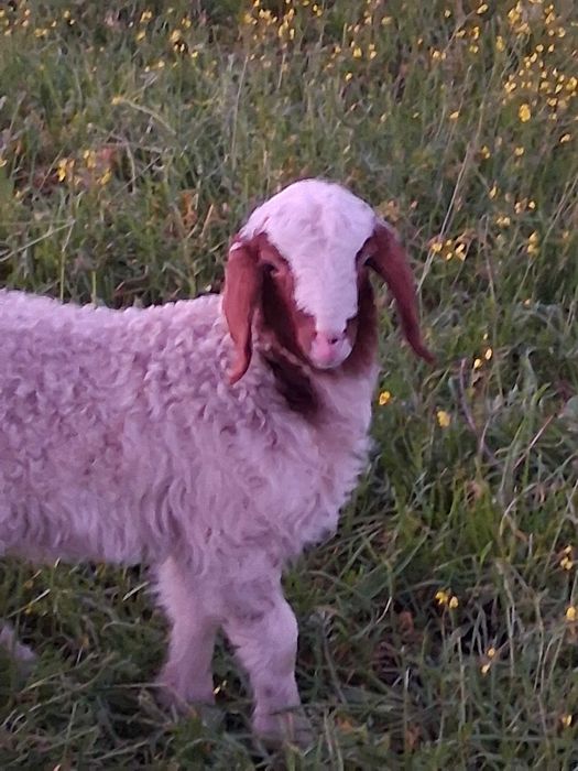 Carneiro awassi puro cor castanho