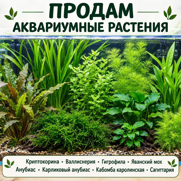 Аквариумные растения