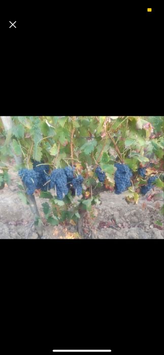 Vendo uvas brancas e tintas