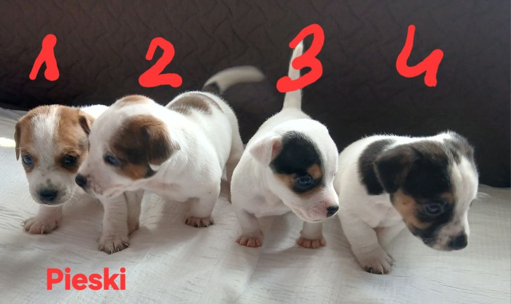 JACK RUssell Terrier