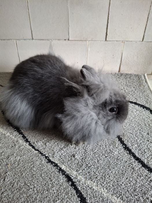 Kroliczek miniaturka lewek