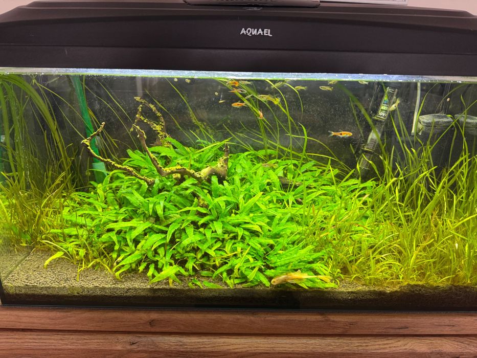 Akwarium 112l + pokrywa