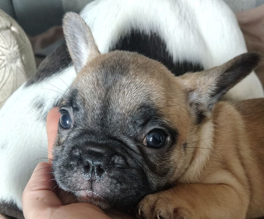 Piesek Buldog francuski Armagedon rudy podpalany