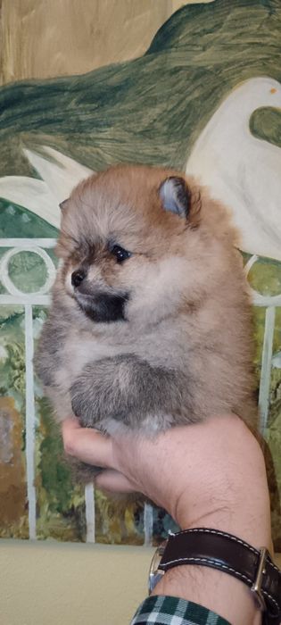 Spitz Alemão Anão ou Lulu da Pomerânia