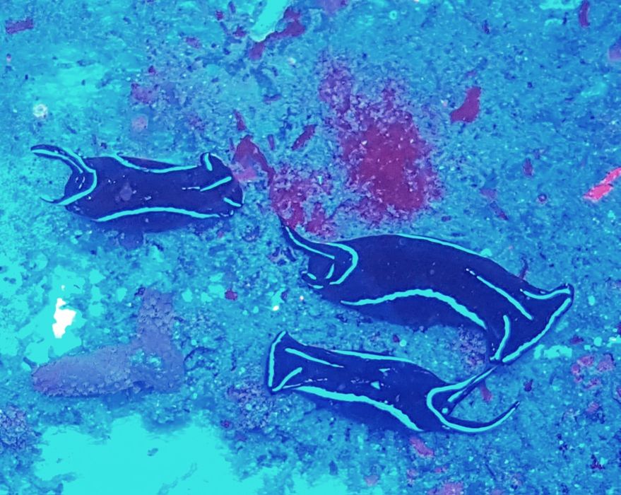 Ślimak Chelidonura varians . Ślimak na wirki. Akwarium morskie