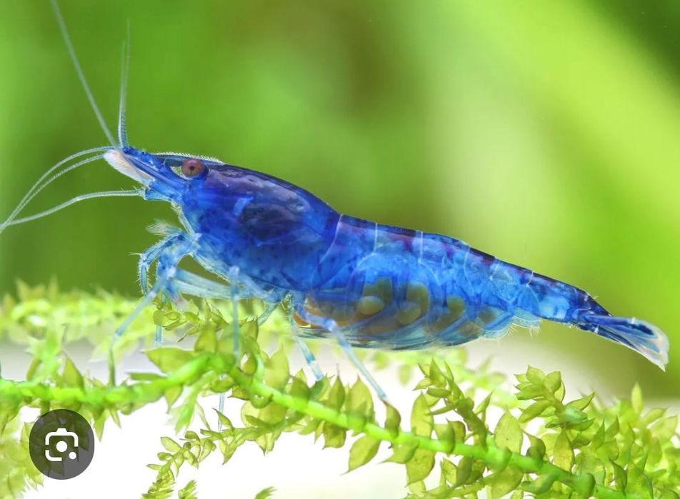 Krewetka neocaridina niebieska