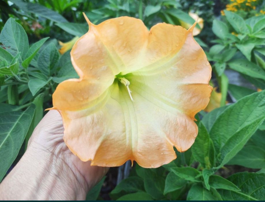 Brugmansja Datura  DS Zoulou z pąkami.