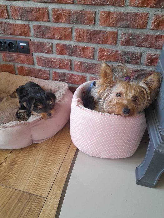 Yorkshire terrier śliczny szczeniak