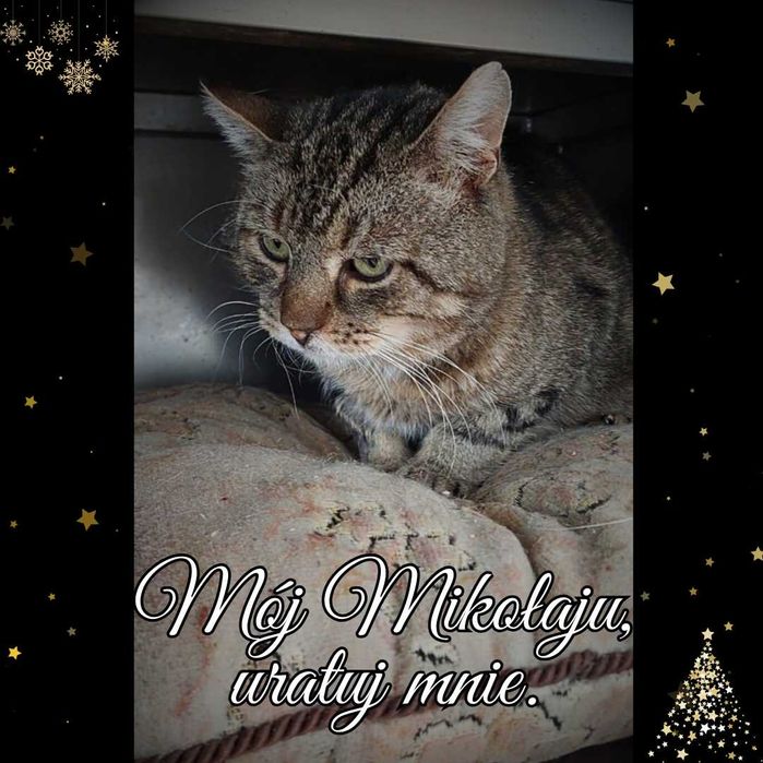 List do Św. Mikołaja – bezdomny kot YOGI / Olsztyn