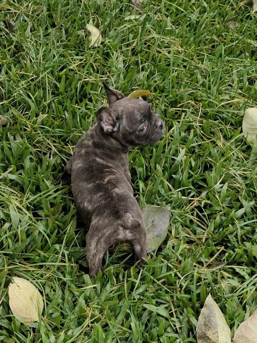 Bulldog Francês fêmea disponível