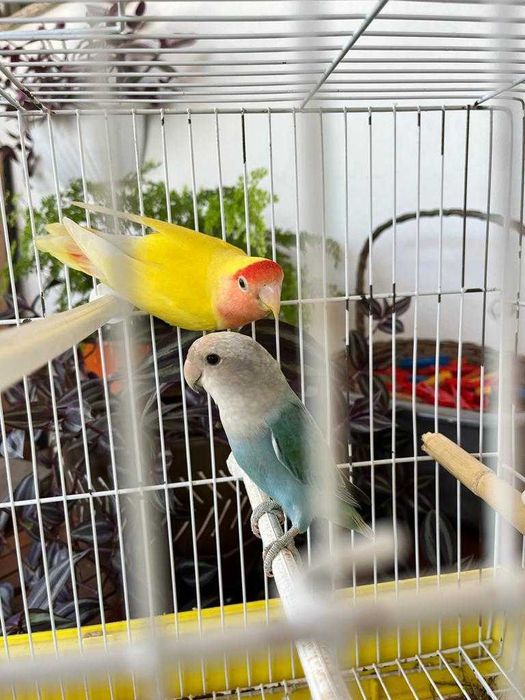 Vendo Casal de Agapornis