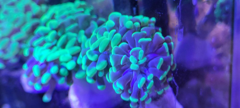 Euphyllia paraancora
