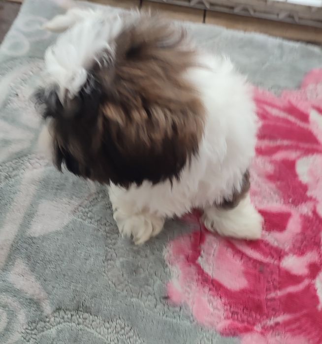 Shihtzu suczka tricolor