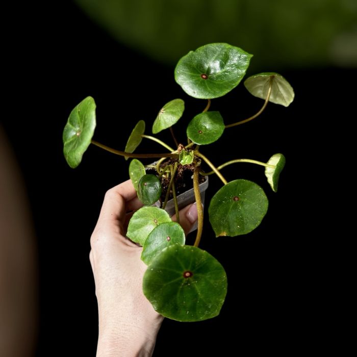 Бегония conchifolia, dracopelta