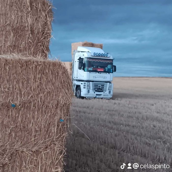 Palha  de trigo e cevada