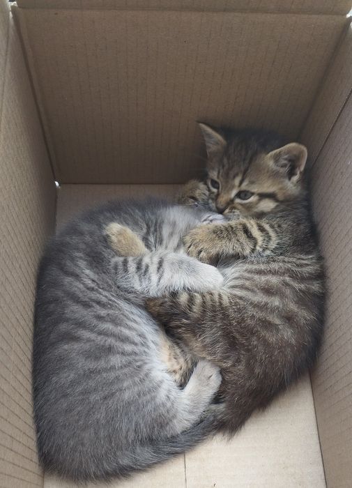 Подарую кошеняток