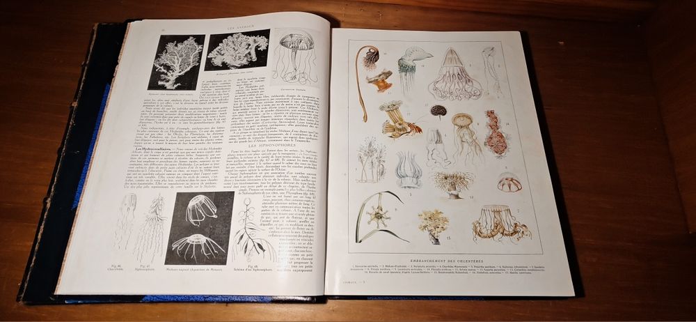 2 Livros Grandes Les Plantes - Les Animaux