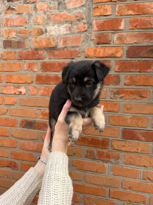 Відам у добрі руки