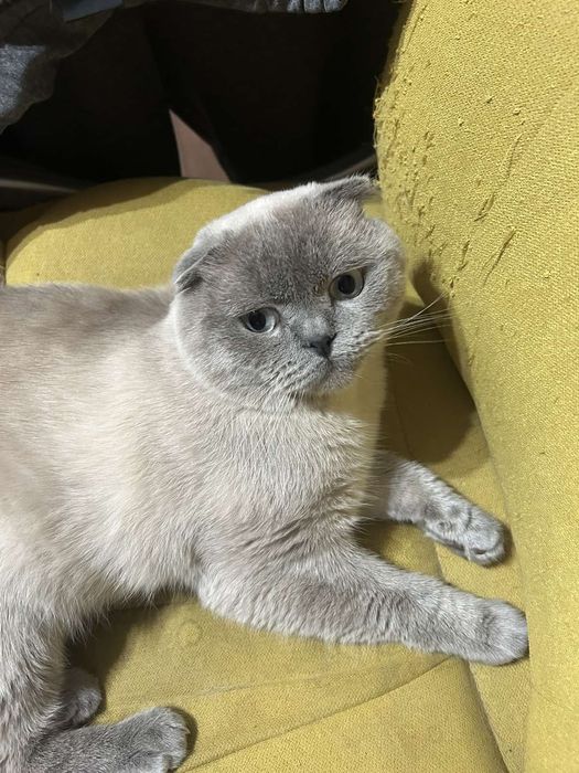 Шукаю кицю для в'язки