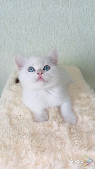 Дуже лагідний хлопчик золота шиншила поинт