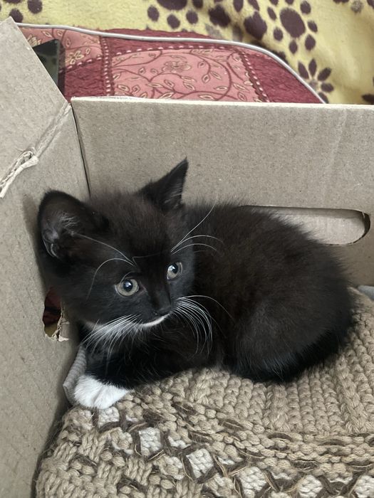 Кошеня,котик,котики